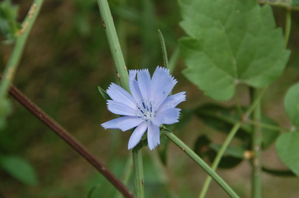 Asteracea umbra - Cichorium intybus